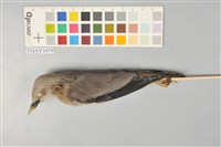 藏品(灰頭椋鳥)的圖片